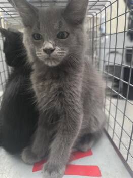 MR.GRAY -  Domestic Short Hair Cat for Adoption in Las Vegas, Nevada - MR.GRAY | PetCurious