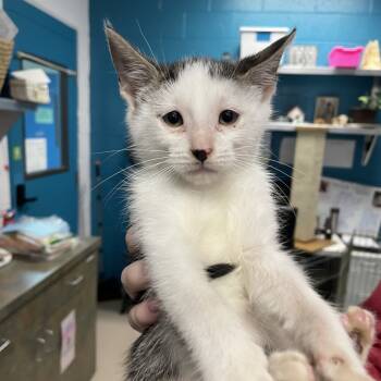 Rescue Domestic Short Hair Cats for Adoption in Vineland, New Jersey - Brad | PetCurious