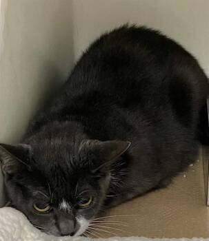 COSTCO -  Domestic Short Hair Cat for Adoption in Boston, Massachusetts - COSTCO | PetCurious