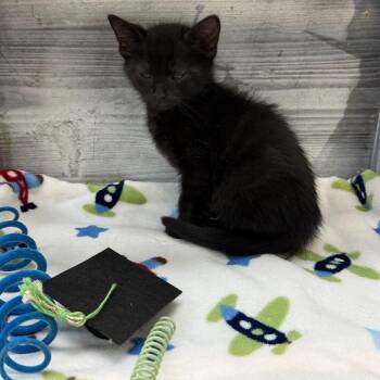 Zeb -  Domestic Short Hair Cat for Adoption in Lynchburg, Virginia - Zeb | PetCurious