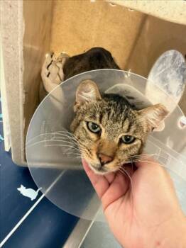 A228636 -  Domestic Short Hair Cat for Adoption in Woodland, California - A228636 | PetCurious