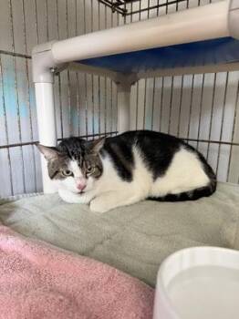Rocky -  Domestic Short Hair Cat for Adoption in Key West, Florida - Rocky | PetCurious