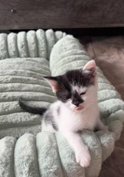 Milano -  Domestic Short Hair Cat for Adoption in Salisbury, North Carolina - Milano | PetCurious