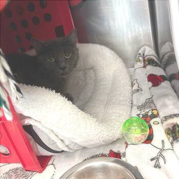 Dusty -  American Shorthair Cat for Adoption in Brockton, Massachusetts - Dusty | PetCurious