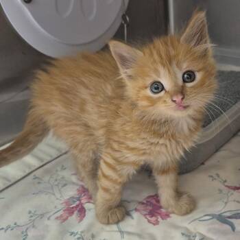 Ninnescah -  Domestic Medium Hair Cat for Adoption in Kingman, Kansas - Ninnescah | PetCurious