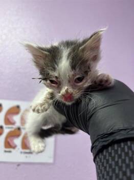 Domestic Short Hair Cats Available for Adoption in El Paso, Texas - 60808613 | PetCurious