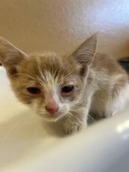 Domestic Short Hair Cats Available for Adoption in Thousand Palms, California - A1918007 | PetCurious