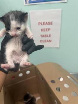 AMY -  Domestic Short Hair Cat for Adoption in Dallas, Texas - AMY | PetCurious