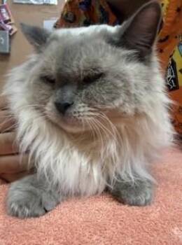 Harmony -  Siamese Cat for Adoption in Phoenix, Arizona - Harmony | PetCurious
