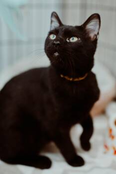 Charcoal -  Domestic Short Hair Cat for Adoption in Le Mars, Iowa - Charcoal | PetCurious