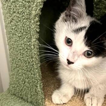 Zuzu -  Domestic Short Hair Cat for Adoption in Long Beach, California - Zuzu | PetCurious