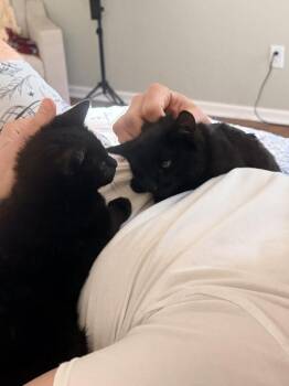 Domestic Short Hair Cats Available for Adoption - Jolene Purrton | PetCurious