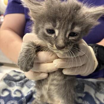 Cri-Kee -  Domestic Medium Hair Cat for Adoption in Newark, New Jersey - Cri-Kee | PetCurious