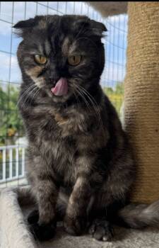 Rescue Scottish Fold Cats for Adoption in San Jacinto, California - Cinnamon | PetCurious