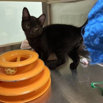 Roly-Poly -  Domestic Short Hair Cat for Adoption in Ottawa, Kansas - Roly-Poly | PetCurious