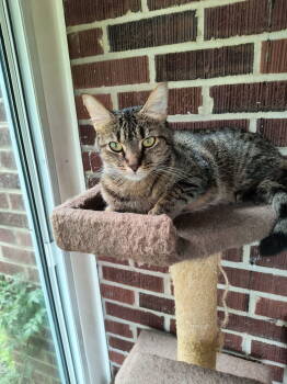 Rescue Domestic Short Hair Cats for Adoption in Camden, South Carolina - Cleo | PetCurious