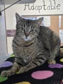 Domestic Short Hair Cats Available for Adoption in Eagle, Colorado - Miss Whimsy Von Tuna | PetCurious