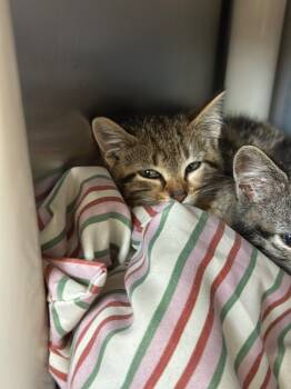 Rescue Domestic Short Hair Cats for Adoption in Pomona, New York - Andy | PetCurious