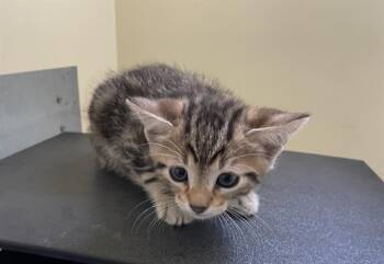 Rescue Domestic Medium Hair Cats for Adoption in Pasadena, California - A525276 | PetCurious
