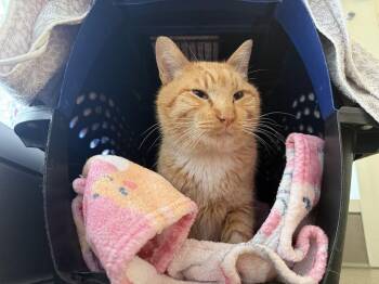 Red -  Domestic Short Hair Cat Available for Adoption in Berkeley, California - Red | PetCurious
