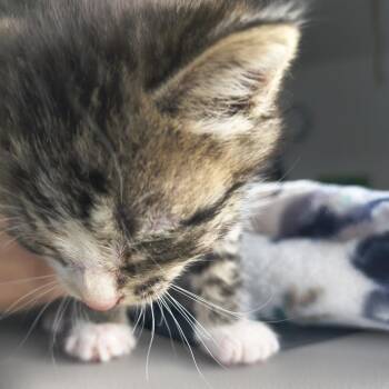 Pippin -  Domestic Short Hair Cat for Adoption in Moses Lake, Washington - Pippin | PetCurious