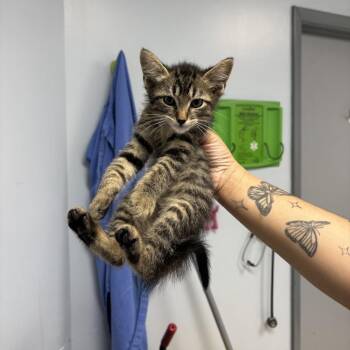 Cassava -  Domestic Short Hair Cat for Adoption in Indianapolis, Indiana - Cassava | PetCurious