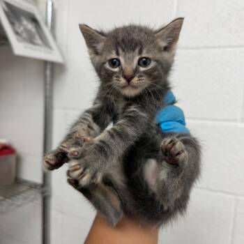 Monterey Jack -  Domestic Short Hair Cat for Adoption in Edinburg, Texas - Monterey Jack | PetCurious