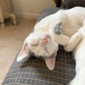 Millie -  Domestic Short Hair Cat for Adoption in La Grange Park, Illinois - Millie | PetCurious