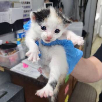 Domestic Short Hair Cats Available for Adoption in Summerville, South Carolina - Aspen | PetCurious