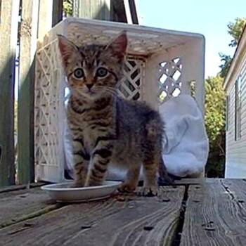 Tea Cup -  Domestic Short Hair Cat for Adoption in Greensboro, North Carolina - Tea Cup | PetCurious