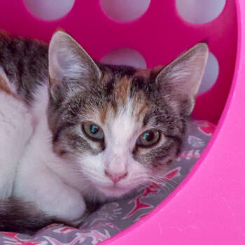 Rescue Domestic Short Hair Cats for Adoption in Santa Fe, New Mexico - Ocarina | PetCurious