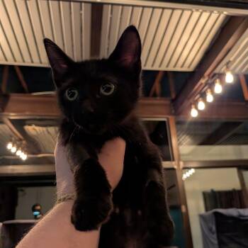Orla -  Domestic Short Hair Cat for Adoption in New York, New York - Orla | PetCurious