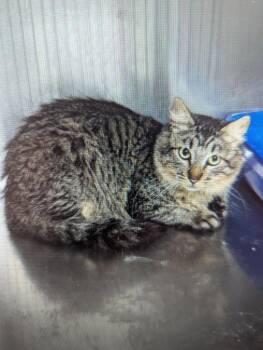 Domestic Short Hair Cats Available for Adoption - Newbie | PetCurious