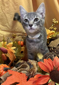 Rescue Domestic Short Hair Cats for Adoption in Oviedo, Florida - William | PetCurious