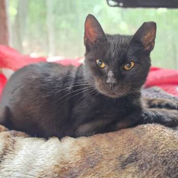 Twilight -  Domestic Short Hair Cat for Adoption in Bentonville, Arkansas - Twilight | PetCurious