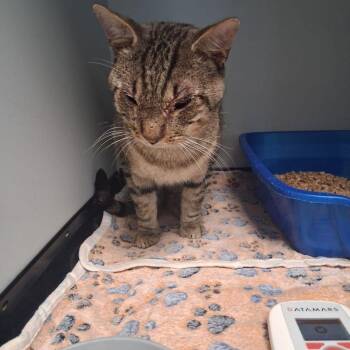 Jay -  Domestic Short Hair Cat for Adoption in Kingman, Arizona - Jay | PetCurious
