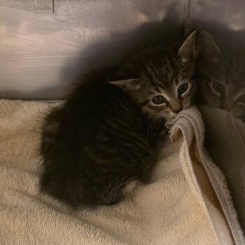 Tiffany -  Domestic Short Hair Cat for Adoption in Bristol, Indiana - Tiffany | PetCurious