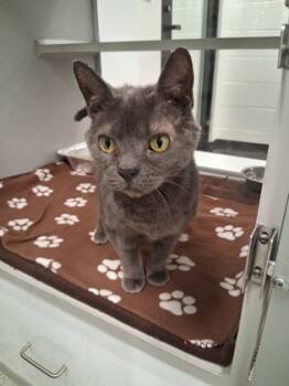 Rescue Domestic Short Hair Cats for Adoption in Atlanta, Georgia - Veritas | PetCurious