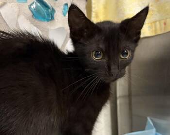 MADAM POUNCE-A-LOT -  Domestic Short Hair Cat for Adoption in Pensacola, Florida - MADAM POUNCE-A-LOT | PetCurious