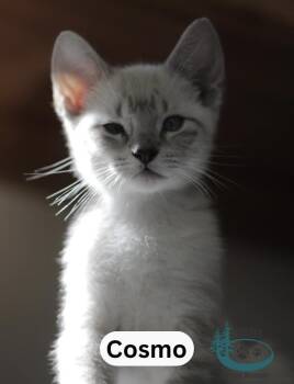 Cosmo -  Domestic Short Hair Cat for Adoption in Huntsville, Ontario - Cosmo | PetCurious