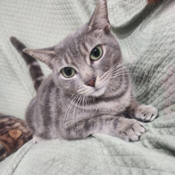 Domestic Short Hair Cats Available for Adoption in Boston, Massachusetts - Maya | PetCurious