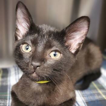 Rescue Domestic Short Hair Cats for Adoption in Hendersonville, North Carolina - Wolfie | PetCurious