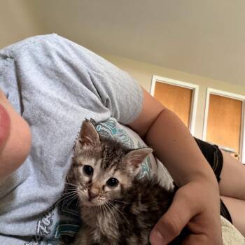 Domestic Short Hair Cats Available for Adoption in Medford Lakes, New Jersey - Hotdog | PetCurious