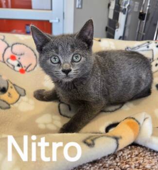 Rescue Domestic Short Hair Cats for Adoption in Sidney, Ohio - Nitro | PetCurious