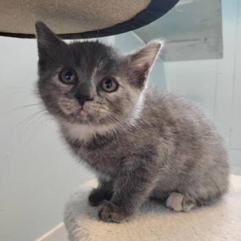 Domestic Short Hair Cats Available for Adoption in Decherd, Tennessee - Rhea Ripley | PetCurious