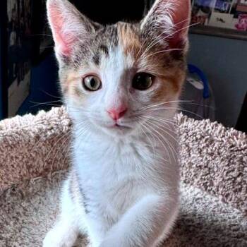 Domestic Short Hair Cats Available for Adoption in Green Bay, Wisconsin - Sprout | PetCurious