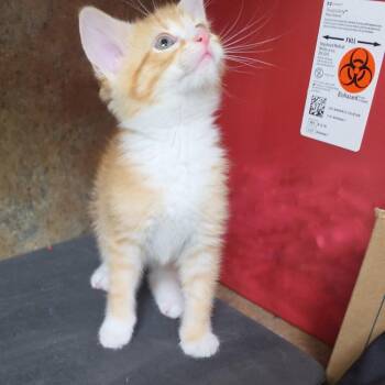 Tabby Cats Available for Adoption in Clarksville, Virginia - Wild Calla | PetCurious