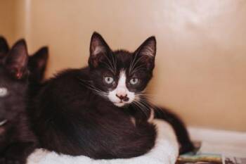92968A Licorice -  Domestic Short Hair Cat for Adoption in North Charleston, South Carolina - 92968A Licorice | PetCurious