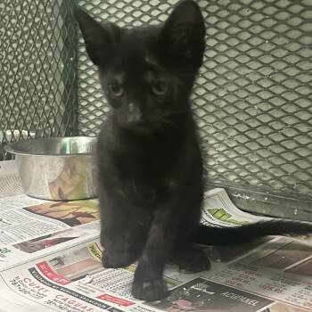 Afrika -  Domestic Short Hair Cat Available for Adoption in Guaynabo, Guaynabo - Afrika | PetCurious