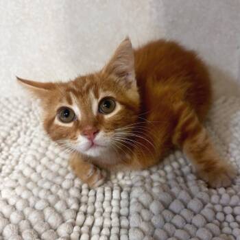 Vinny -  Domestic Short Hair Cat for Adoption in Belleville, Illinois - Vinny | PetCurious